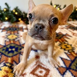 French Bulldog Puppies from Southern Class Frenchies