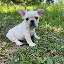 Cream male - Cream male French Bulldog puppy in Nevis, Minnesota from Faithful Acres French Bulldogs