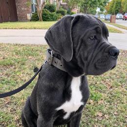 Caraxes - Gray brindle male Cane Corso puppy in Allen, Texas from Angel's Dragons