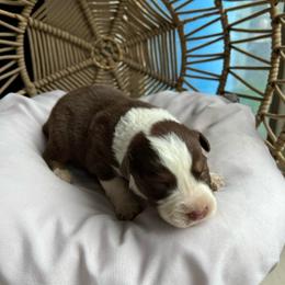 Ron - Red tri-color male Australian Shepherd puppy in Grants Pass, Oregon from Carmel Mountain Aussies