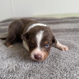 Brio - Red tri-color male Australian Shepherd puppy in Tucson, Arizona from Soqui Ortiz Cattle Ranch