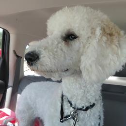 Bella - Poodle