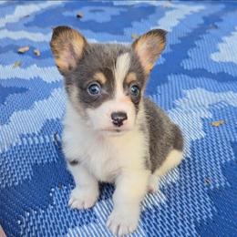 Puck - Bluie - Gray and white male American Corgi puppy in Lithia, Florida from Diamondcrest Inc