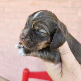 AKC Linus - Sable male Cocker Spaniel puppy in New Market, Tennessee from Down in the Holler