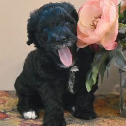 Cinnamon - Portuguese Water Dog puppy from Sailor’s Portuguese Water Dogs