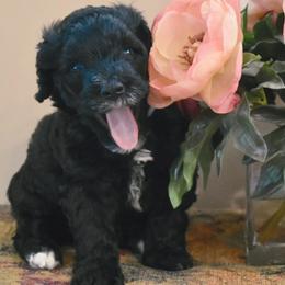 Cinnamon - Portuguese Water Dog puppy from Sailor’s Portuguese Water Dogs