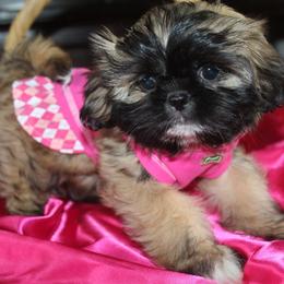 Caramel - Tricolor female Shih Tzu puppy in Puyallup, Washington from Sugar and Spice Shih Tzu