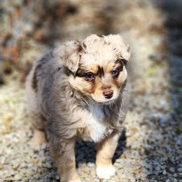 Macchiato - Red merle Toy Australian Shepherd puppy in Long Lane, Missouri from Sunshine Sugar B Mini Aussies