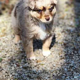 Macchiato - Red merle Toy Australian Shepherd puppy in Long Lane, Missouri from Sunshine Sugar B Mini Aussies