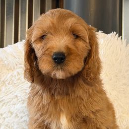 Puppy 4 - Red  male Goldendoodle puppy in Haleyville, Alabama from Susan’s Prefurred Doodles