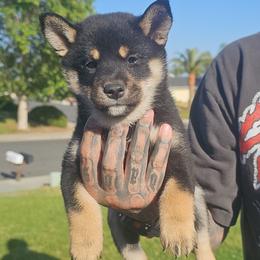 Mercedes - Black and tan female Shiba Inu puppy in Moreno Valley, California from SoCal ShibaInu