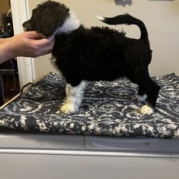 Akita and Portuguese Water Dog Puppies from Cades Akitas