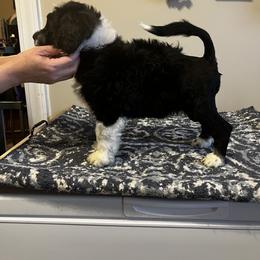Akita and Portuguese Water Dog Puppies from Cades Akitas