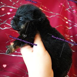 Girl 1 - Black and tan female Pomeranian puppy in Albany, Oregon from Purrs N Poms