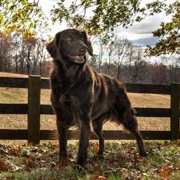 Flat-Coated Retrievers from Darkwater Flatcoats