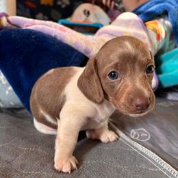 Elmer - Gray (blue) male Dachshund puppy in Clarksdale, Mississippi from Bo Didley's Doxies