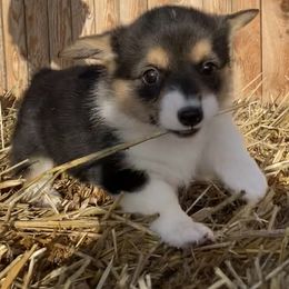 Pembroke Welsh Corgi Puppies from Whistling Wind Corgi’s