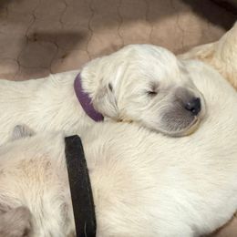 Mystique - Light golden female Golden Retriever puppy in Oregon from Bliss Retrievers