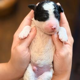 Boone - Parti male Goldendoodle puppy in Macclenny, Florida from Baker County Goldendoodles