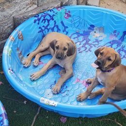 Rhodesian Ridgeback Puppies from Aziza Ridgebacks