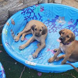 Rhodesian Ridgeback Puppies from Aziza Ridgebacks