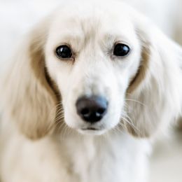 Dachshunds from English Cream Dachshunds