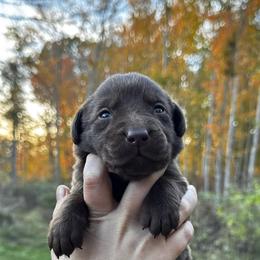 Purple - Chocolate female Labrador Retriever puppy in Lawton, Michigan from DuckAlly Kennel