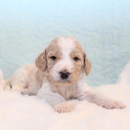 Finn - Parti male Goldendoodle puppy in Cherry Creek, New York from Doodles Pups of NY