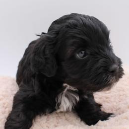 Gummy Bear - Black female Havapoo puppy in Hendersonville, North Carolina from Grayfinn House