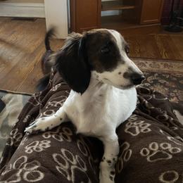 Lily - Dachshund