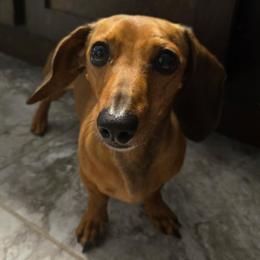 Rusty - Dachshund