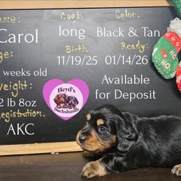 Christmas Carol - Black and tan female Dachshund puppy in Hoquiam, Washington from Heyd's Mini Dachshunds