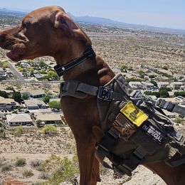 Shih Tzus and Vizslas from Kevin Hastings