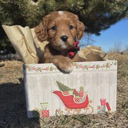 Mistletoe - Red female Cavapoo puppy in Mapleton, Illinois from Gardner Lane Puppies
