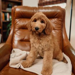 GUARDIAN HOME - Mavey - Apricot female Goldendoodle puppy in Yukon, Oklahoma from Bows and Ties Doodles, LLC