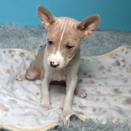 Chanel......Cream, 3 - Cream and white female Basenji puppy in Eugene, Oregon from Basenji Puppies