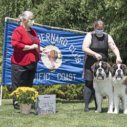 Saint Bernard All Grown Up from Metal Saints