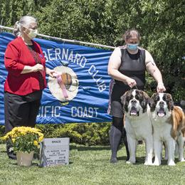 Saint Bernard All Grown Up from Metal Saints