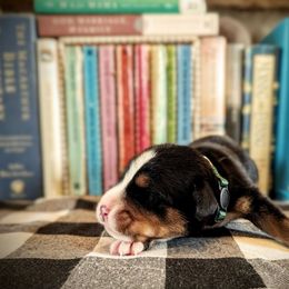 Dark Green Boy (Finn) - Black, white and red male Greater Swiss Mountain Dog puppy in Edinboro, Pennsylvania from Greater Swiss of Whitetail Acres