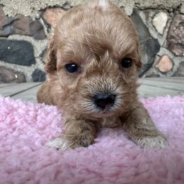 Honey - Red female Cavapoo puppy in Camden, Michigan from FurEver Friends Finder