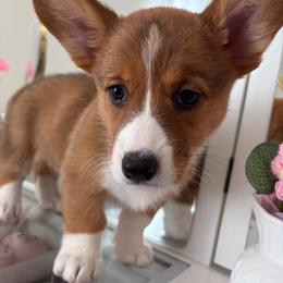 Maple - Red and white female American Corgi puppy in Register, Florida from Southern Georgia Corgi Loafs