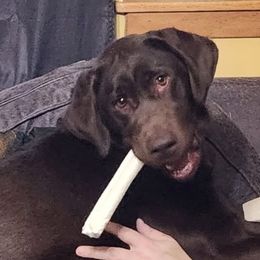 Dalia - Labrador Retriever