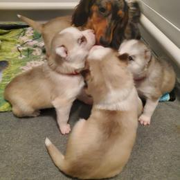 Siberian Husky Puppies from Naturez Siberians