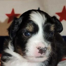 Toy Australian Shepherds from Shoal Creek Toy Aussies
