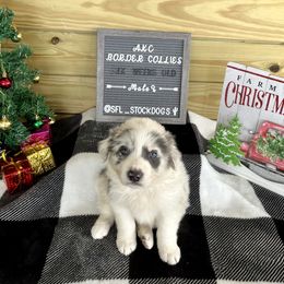 Border Collie Puppies from South Florida Stock Dogs