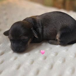 Wren - Red female Dachshund puppy in Tuscaloosa, Alabama from Watermelon Doxies