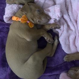 Girl 2 - female Pharaoh Hound puppy in Kingsland, Georgia from LaRee Drolet