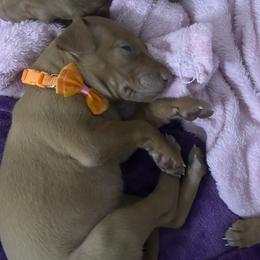 Girl 2 - female Pharaoh Hound puppy in Kingsland, Georgia from LaRee Drolet