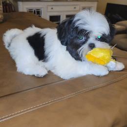 Max - Black and white male Shih Tzu puppy in Kings Mountain, North Carolina from Britany's Shih Tzus