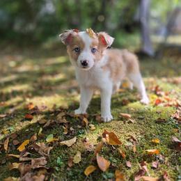 Diamond - Sable merle female Border Collie puppy in Richmond, Maine from Lil Maine Border Collies